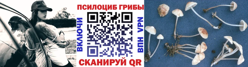 Галлюциногенные грибы Psilocybe Дедовск